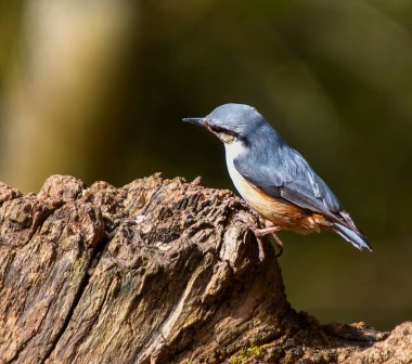 Devrilen bir ağacın üzerinde bir Nuthatch (Sitta europaea)