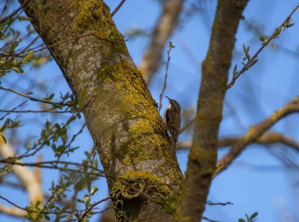枝の上にツリーリーパー セルシア族 — ストック写真