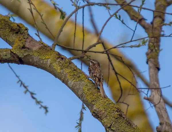 Stromový Reeper Certhia Familiaris Vysoko Větvích — Stock fotografie