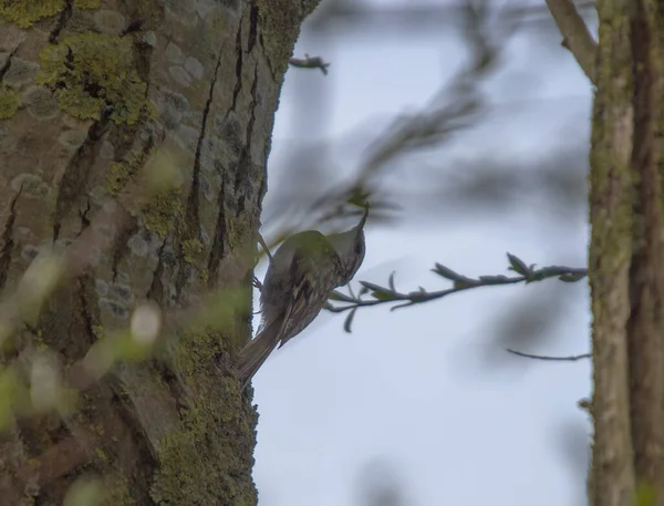 Treecreeper Certhia Familiaris High Branches — Stock Photo, Image