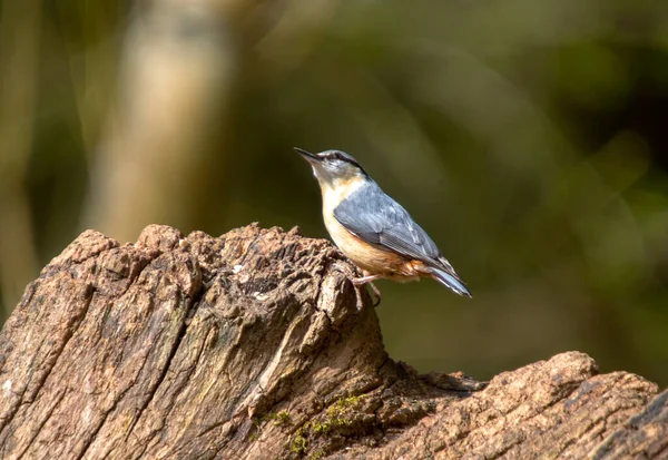 Devrilen Bir Ağacın Üzerinde Bir Nuthatch Sitta Europaea — Stok fotoğraf