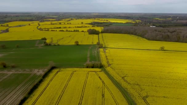 Drönarbilder Rapsfröfält Brassica Napus Landsbygden Suffolk Förenade Kungariket — Stockvideo