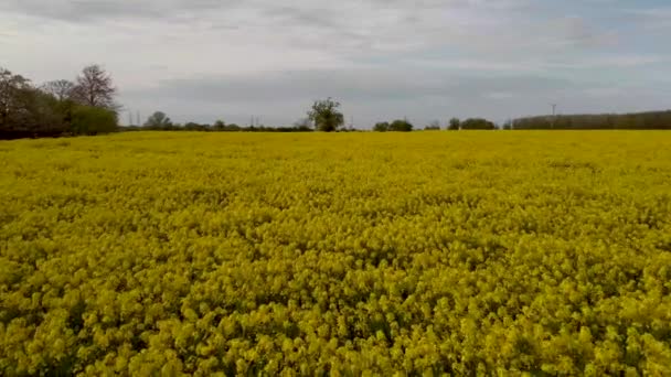 Drone Footage Rapeseed Brassica Napus Fields Rural Suffolk Zjednoczone Królestwo — Wideo stockowe