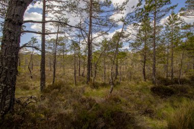 Cairngorms, İskoçya, İngiltere 'deki antik Caledonia Ormanı' nın bir parçası.
