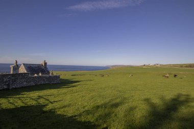İngiltere, İskoçya 'da sığır otlatıyor.