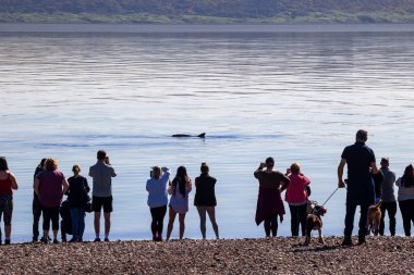 Inverness, İskoçya yakınlarındaki Moray Firth 'teki Chanonry Point' te yunusları izleyen insanlar.