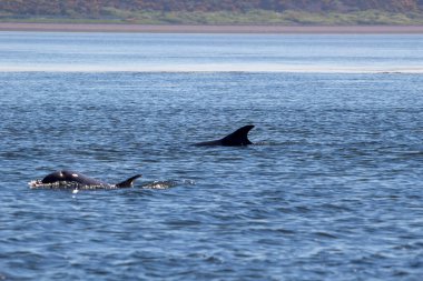 İngiltere 'nin Inverness yakınlarındaki Chanonry Point' te Moray Firth 'te şişe burunlu yunuslar (Tursiops truncatus)