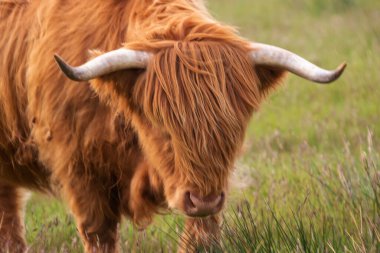 Highland Sığırları (Bos taurus taurus) İngiltere 'nin İskoçya Highlands şehrinde bir tarlada