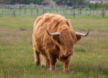Highland Sığırları (Bos taurus taurus) İngiltere 'nin İskoçya Highlands şehrinde bir tarlada