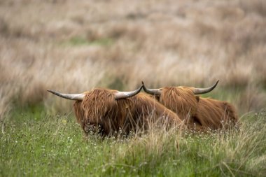 Highland Sığırları (Bos taurus taurus) İngiltere 'nin İskoçya Highlands şehrinde bir tarlada
