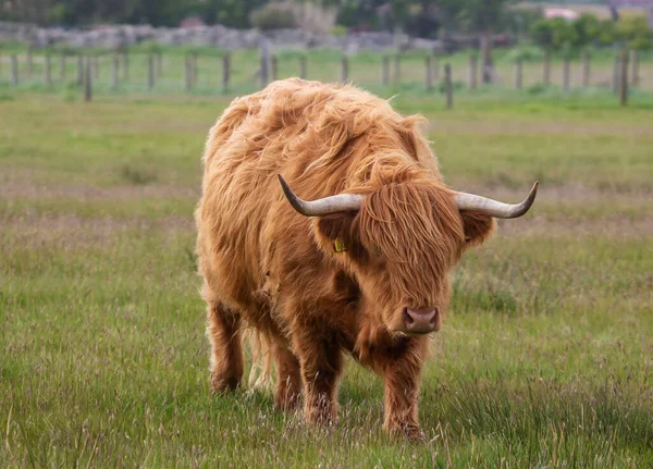 Highland Sığırları (Bos taurus taurus) İngiltere 'nin İskoçya Highlands şehrinde bir tarlada