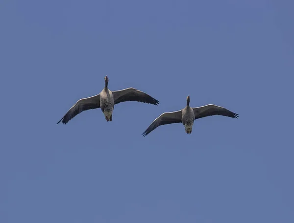 Dvojice Husí Greylag Anser Anser Letí Přímo Nad Hlavou Skotské — Stock fotografie
