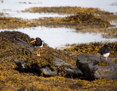 İskoçya İskoçya 'da istiridye avcıları (Haematopus ostralegus)