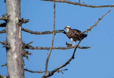 Bir Osprey (Pandion haliaetus) ile Cairngorms Ulusal Parkı, İskoçya, İngiltere 'de bir balık