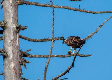 Bir Osprey (Pandion haliaetus) ile Cairngorms Ulusal Parkı, İskoçya, İngiltere 'de bir balık