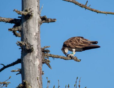 Bir Osprey (Pandion haliaetus) ile Cairngorms Ulusal Parkı, İskoçya, İngiltere 'de bir balık