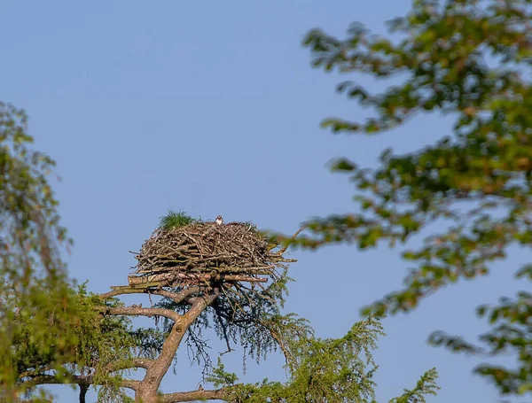 Osprey Pandion Haliaetus Nest Cairngorms National Park Scotland — Stock Photo, Image