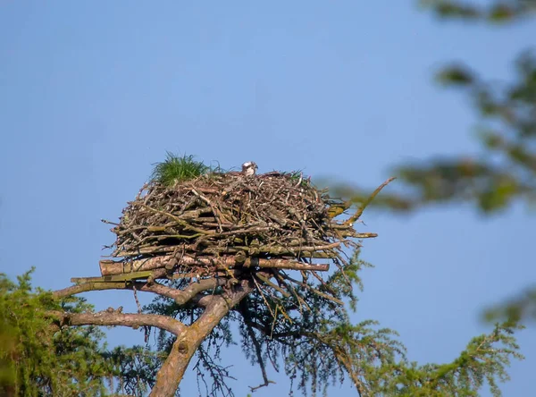 Ein Fischadler Pandion Haliaetus Seinem Nest Cairngorms National Park Schottland — Stockfoto