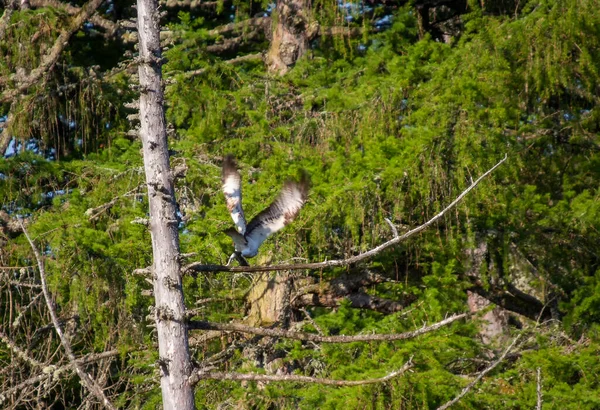 Osprey Pandion Haliaetus Rybou Národním Parku Cairngorms Skotsko Velká Británie — Stock fotografie