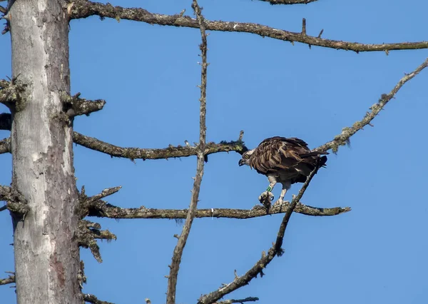 Osprey Pandion Haliaetus Rybou Národním Parku Cairngorms Skotsko Velká Británie — Stock fotografie