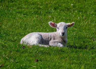 İskoçya İskoçya 'da dolaşan kuzular, İngiltere