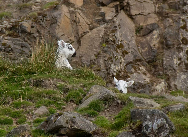 Corderos Vagando Por Las Tierras Altas Escocesas Reino Unido — Foto de Stock