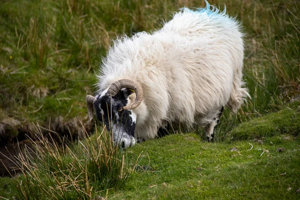 Ein Erwachsenes Schaf Weidet Einem Hang Den Schottischen Highlands Großbritannien — Stockfoto