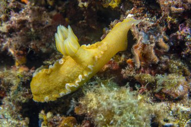 Akdeniz 'deki Dev Doris (Hypselodoris picta)