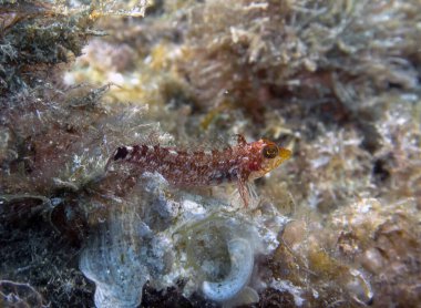 Akdeniz 'de sarı üçyüzgeçli (Tripterygion delaisi)