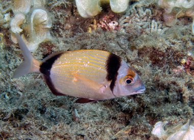 Akdeniz 'de Çift Şeritli Çamur (Diplodus vulgaris)