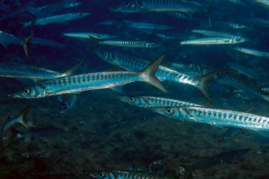 Akdeniz 'de Sarı Ağız Baraküda (Sphyraena viridensis)