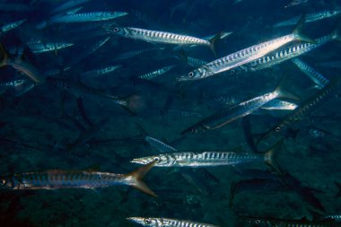 Akdeniz 'de Sarı Ağız Baraküda (Sphyraena viridensis)
