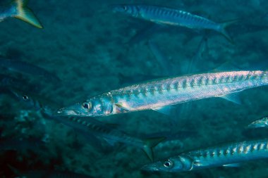 Akdeniz 'de Sarı Ağız Baraküda (Sphyraena viridensis)