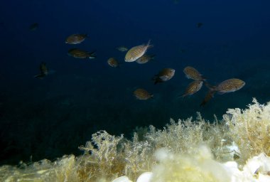 Akdeniz 'de Akdeniz Chromis (Chromis Chromis)