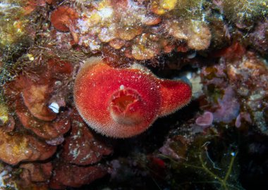 Akdeniz, İspanya 'da bir Kızıl Seq Squirt (Halocynthia papillosa)
