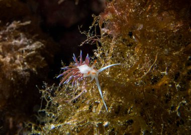 Akdeniz 'de bir Flabellina Hervia (Hervia costai)