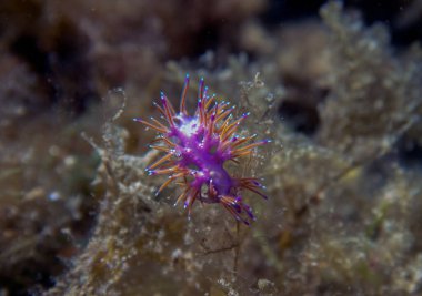Akdeniz 'de canlı bir Parafetibellina ischitana çıplaklığı