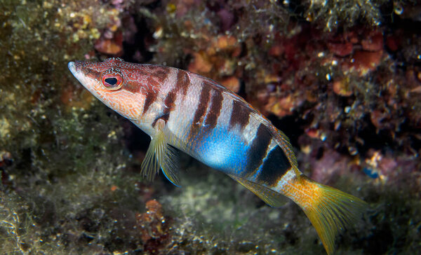 Painted Comber (Serranus scriba))
