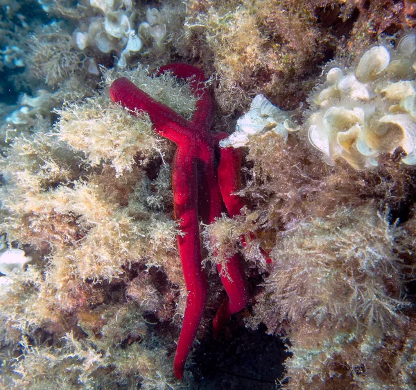 Estrella Del Mar Rojo Mediterráneo Echinaster Sepositus — Foto de Stock