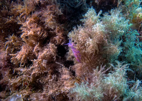 Vibrante Nudibranch Paraflabellina Ischitana Mar Mediterrâneo — Fotografia de Stock