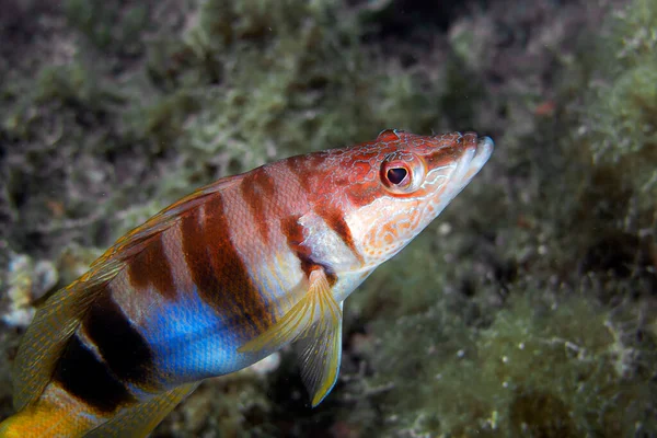 Comber Pintado Serranus Scriba —  Fotos de Stock