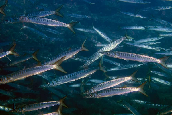 Yellowmouth Barracuda Sphyraena Viridensis Mar Mediterrâneo — Fotografia de Stock