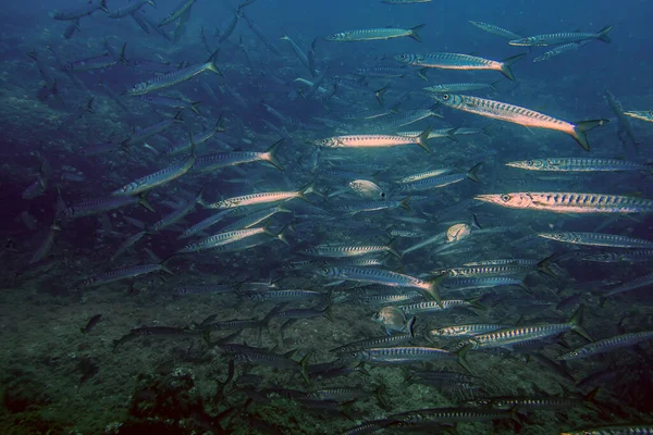 Yellowmouth Barracuda Sphyraena Viridensis Средиземном Море — стоковое фото