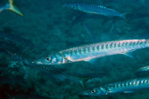Yellowmouth Barracuda Sphyraena Viridensis Mar Mediterrâneo — Fotografia de Stock