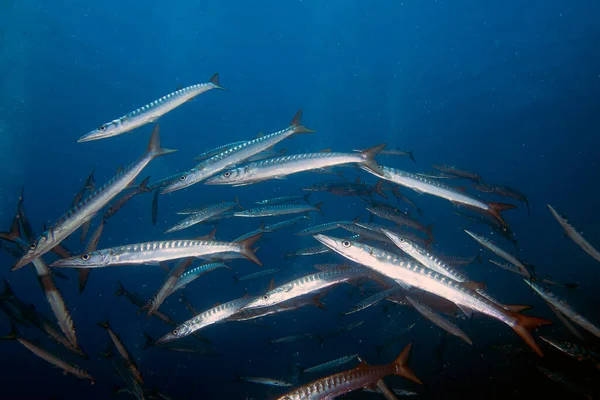 Yellowmouth Barracuda Sphyraena Viridensis Στη Μεσόγειο — Φωτογραφία Αρχείου