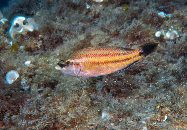 Wrasse Pawia Wschodnioatlantyckiego Symphodus Tinca Morzu Śródziemnym — Zdjęcie stockowe