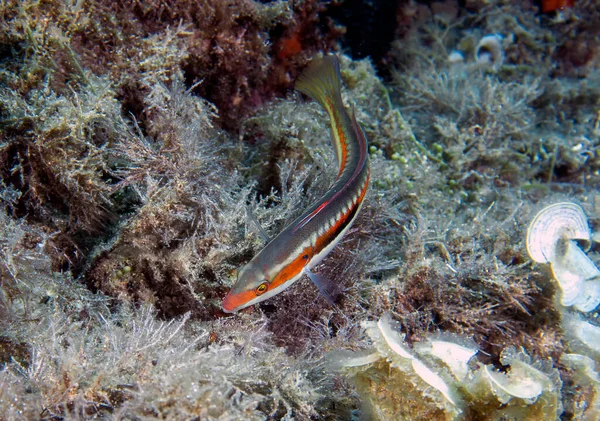 Śródziemnomorski Wrasse Tęczowy Coris Julis Morzu Śródziemnym — Zdjęcie stockowe