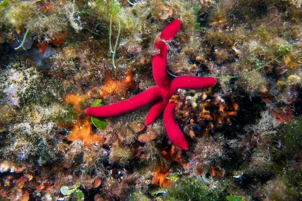 Estrella Del Mar Rojo Mediterráneo Echinaster Sepositus — Foto de Stock