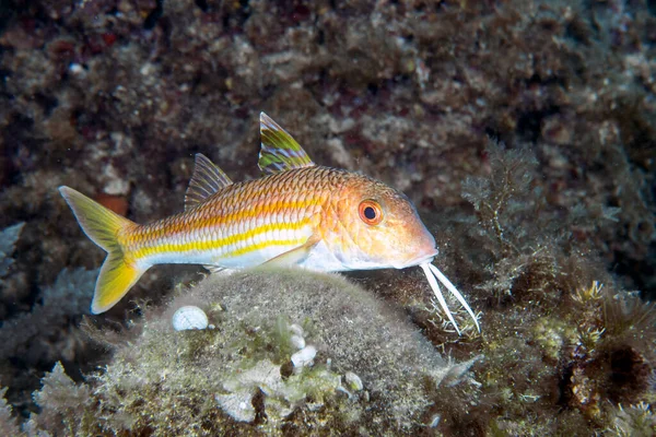 Red Mullet Mullus Barbatus Mediterranean Sea — Stock Photo, Image