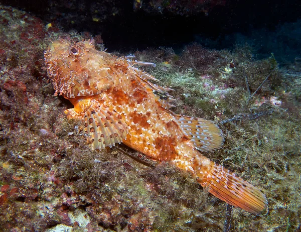 Red Scorpionfish Scorpaena Scrofa Mediterranean Sea — Stock Photo, Image